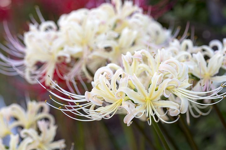 秋分の日には何をする?