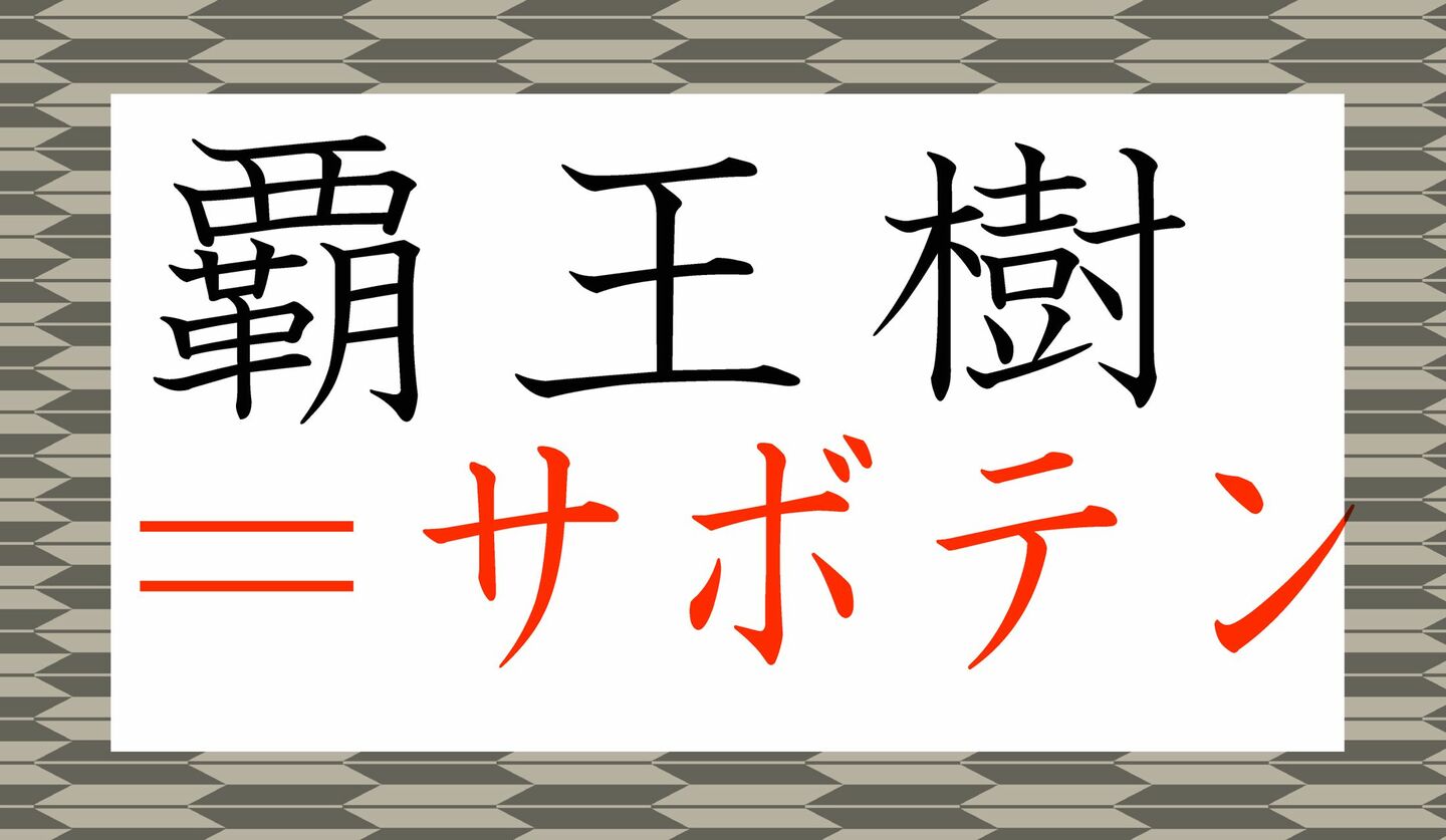 「覇王樹」ってなんの植物?おうちで育てている方もいらっしゃるかも!? | Precious.jp(プレシャス)