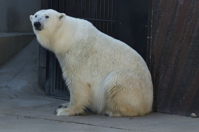 迫力満点のダイビングが見られる「ホッキョクグマとアザラシの海」。水中で遊ぶ姿をガラス越しに間近で見ることができます。