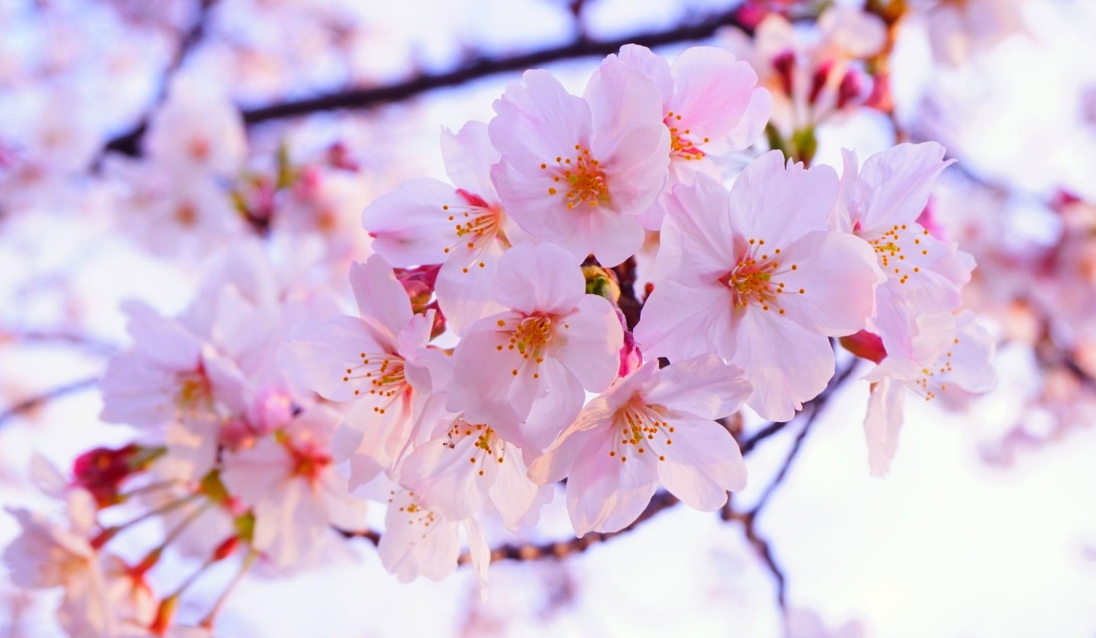 今年も美しい桜の花を愛でられる日が、楽しみですね!
