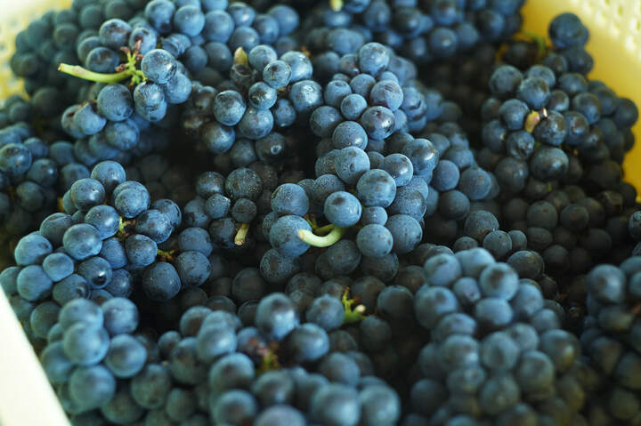 収穫されたばかりのピノ・ノワール。すぐに隣の醸造所へ運ばれる