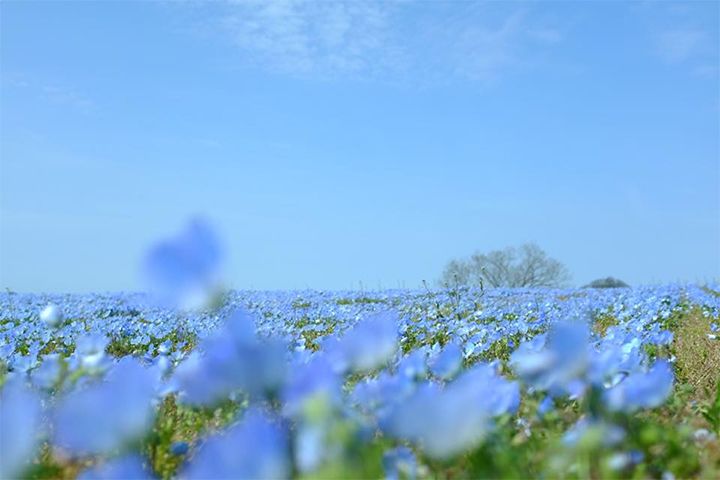 「Flower village 花夢の里」のネモフィラ