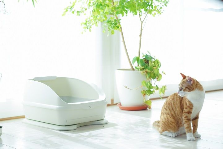 猫の病気の初期症状はどのようなデータを計測するとわかるのか、どういう変化をチェックするといいのか。