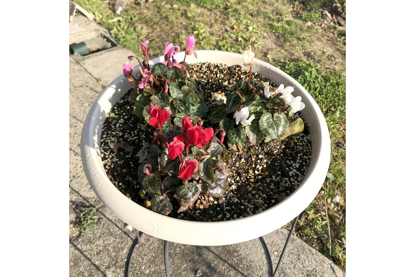主人が植えた寄せ植え