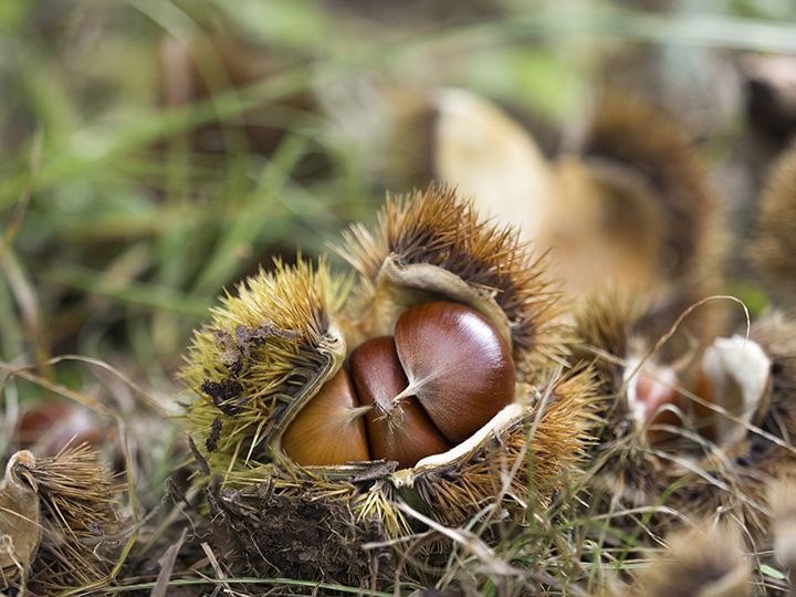 栗拾いで拾った栗の食べ方・注意点