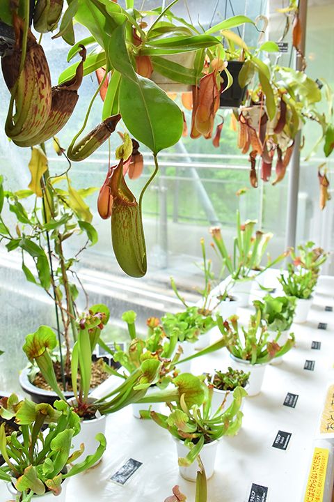 ユーモラスな動きから目が離せない食虫植物