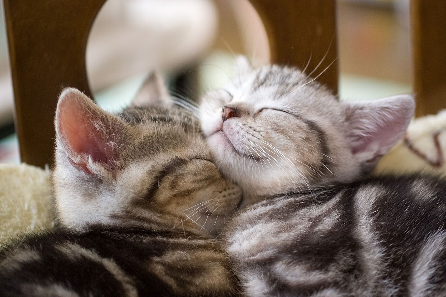 「ねこがかわいいだけ展」