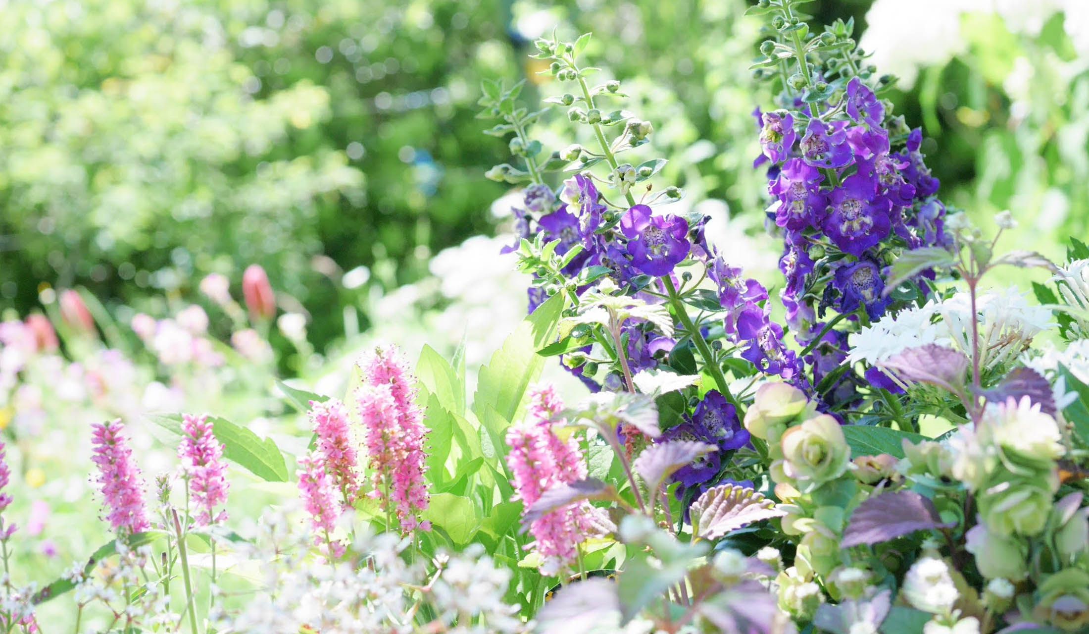 初心者でも簡単にできる 夏の花壇 づくり ４つのコツ Precious Jp プレシャス