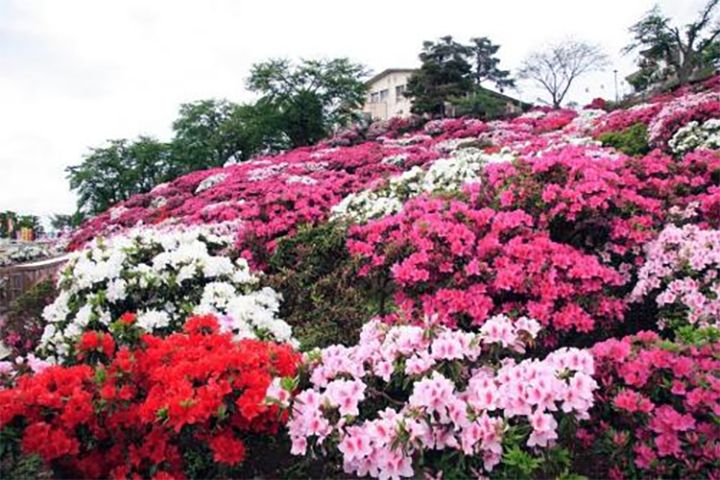 「西山公園」のツツジ