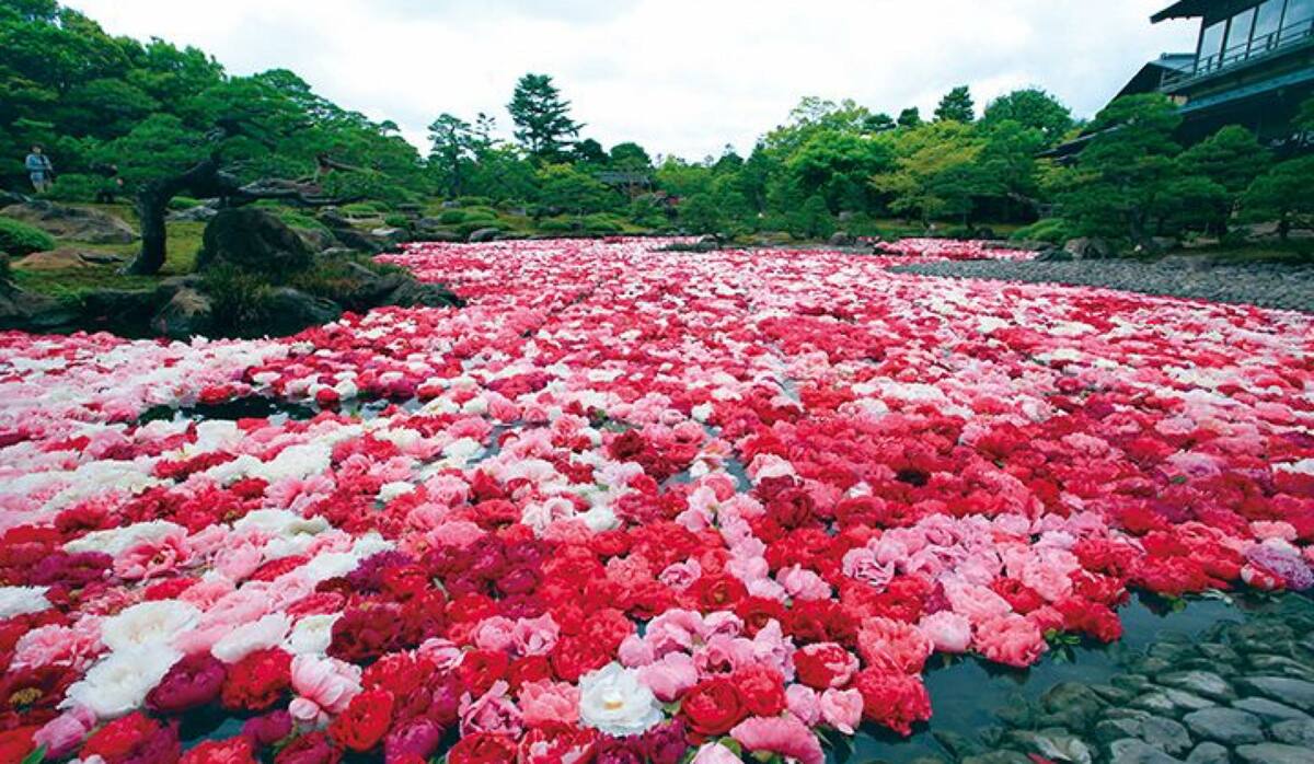 今しか見れない！フォトジェニックなお花畑が広がる「西日本のフラワー