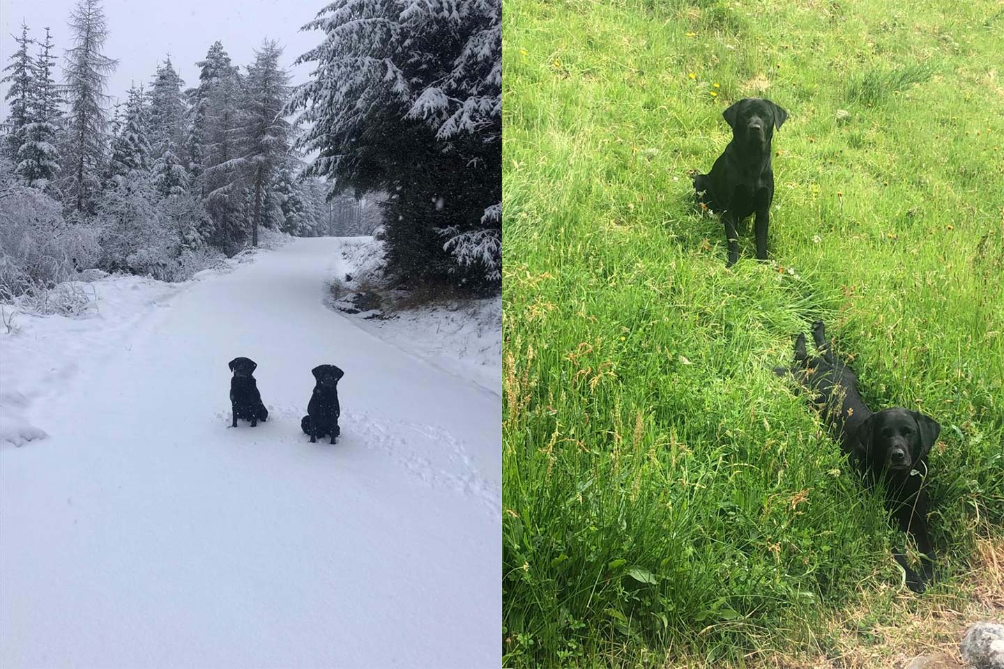 イギリス_9,家_9,stayathome_9,犬_1