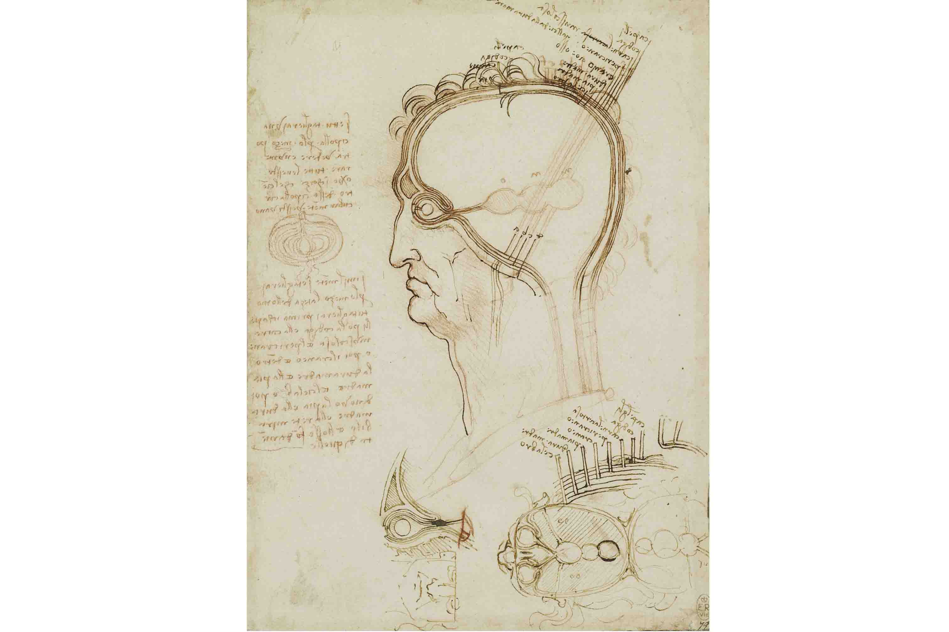 レオナルド・ダ・ヴィンチ「解剖手稿」より頭部断面、脳と眼の結びつき部分 1490-92年頃 ウィンザー城王室コレクション所蔵
Royal Collection Trust/© Her Majesty Queen Elizabeth II 2018