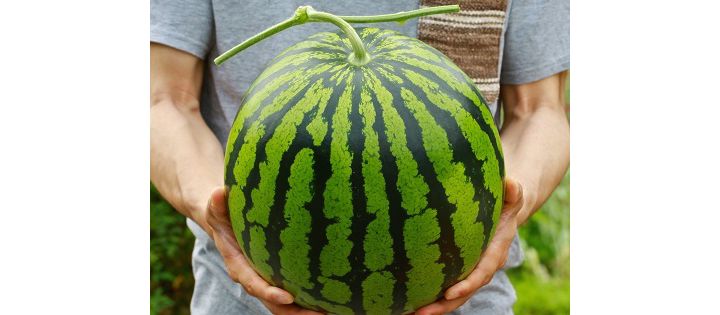 「最優秀賞受賞 大玉 すいか 植木スイカ 1玉」(モノックショップFRUITS・熊本)
