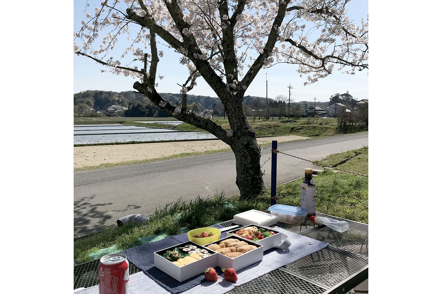 家の周りで、貸し切りのお花見を満喫♡こんな楽しみ方ができるのは、田舎暮らしならでは!