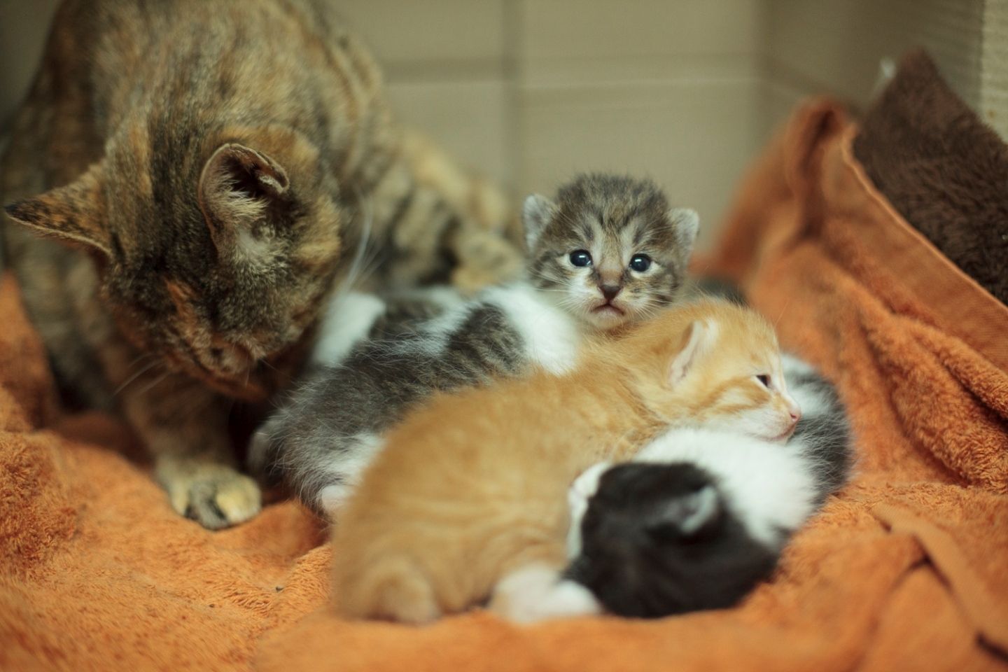 生まれたばかりの子猫たち