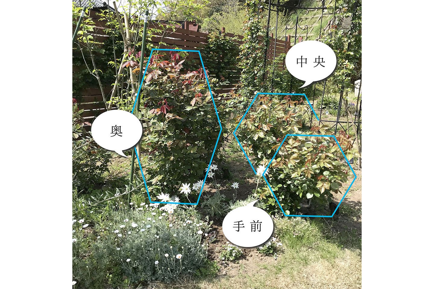 白いバラを植えているコーナーのバランス。手前が低くて奥に行くほど背が高くなっています
