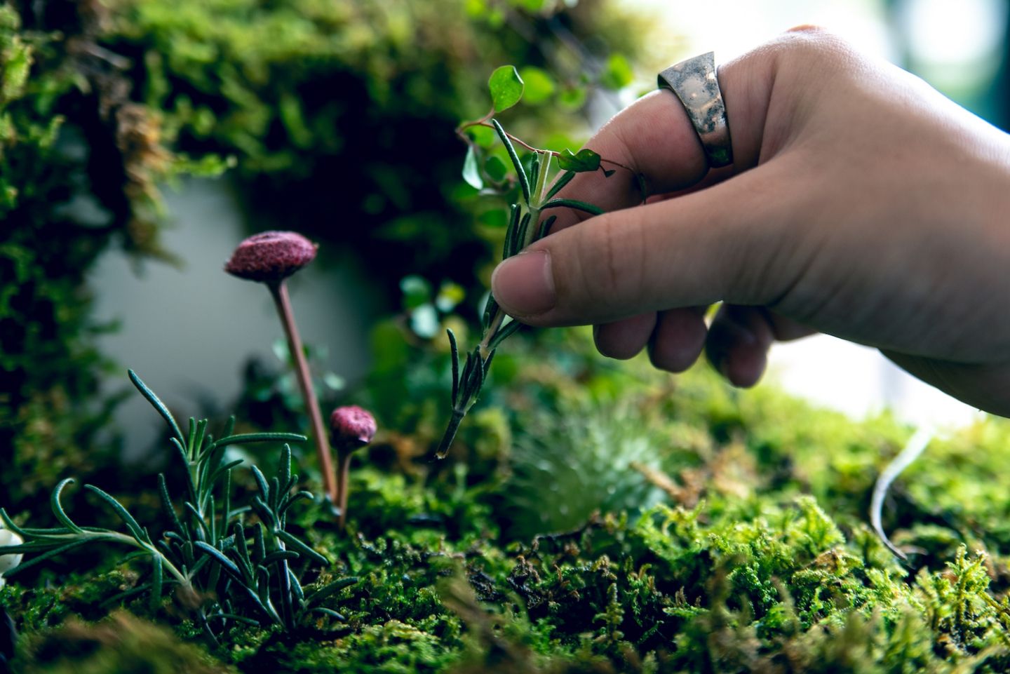 植物を摘み取っている画像