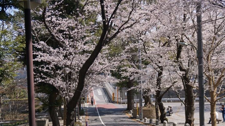 御殿山通りにある桜の写真