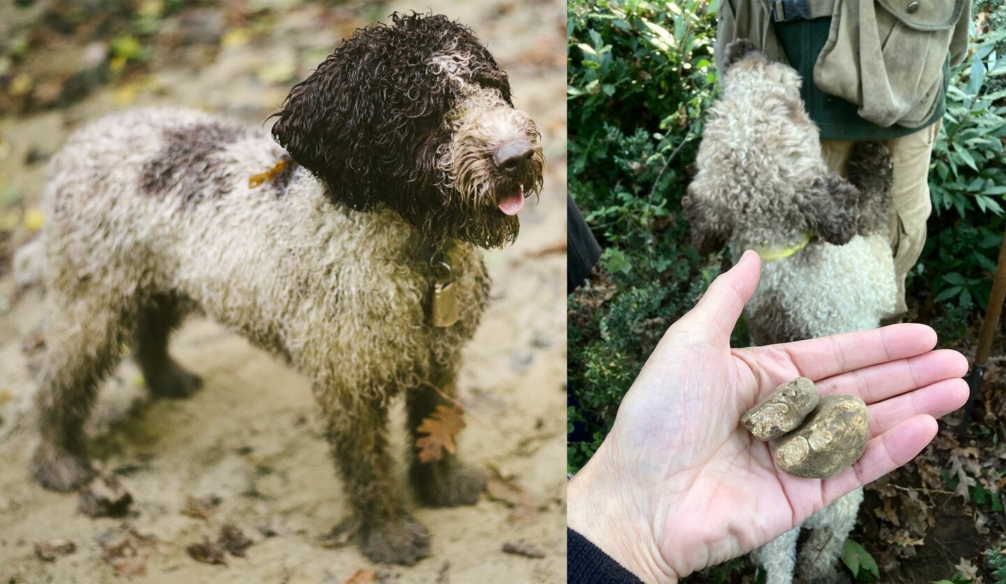 トリュフ犬・ジョットと、収穫した白トリュフ