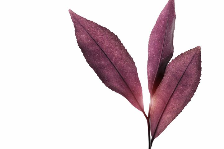 クラランス研究所は、311種の植物および分子から「パープルティーエキス［チャエキス（１）（保湿成分）］」を厳選。標高1,500～2,000mに育ち、高山特有の強烈な紫外線から自らを守るパワーを生かし、新テクノロジーを開発した。