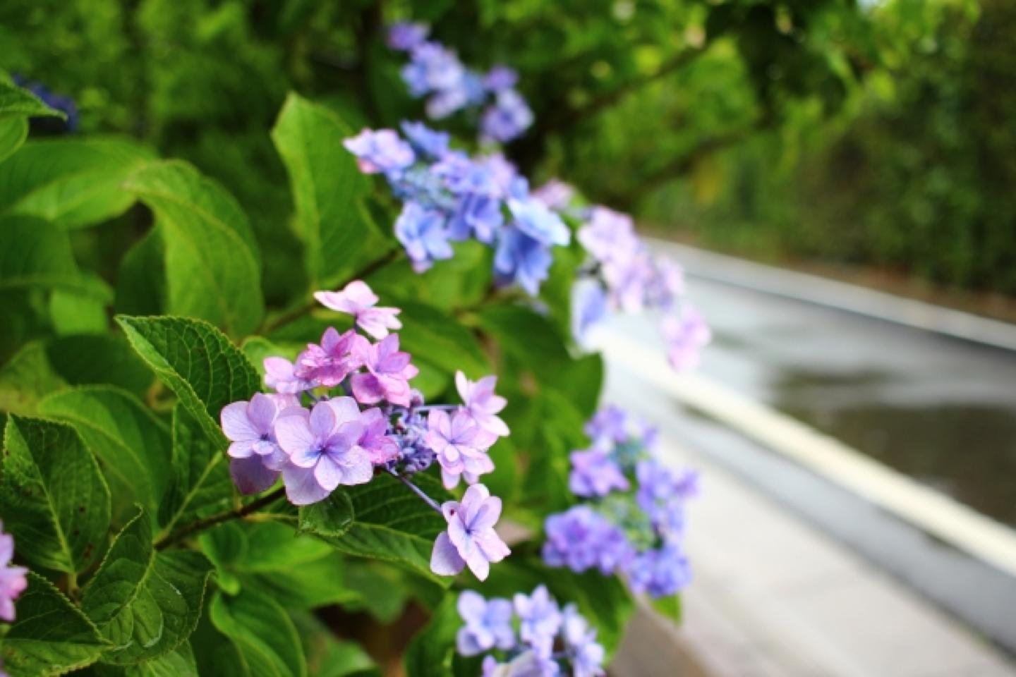 雨の中、美しく咲き誇る紫陽花だけは梅雨の楽しみですね。