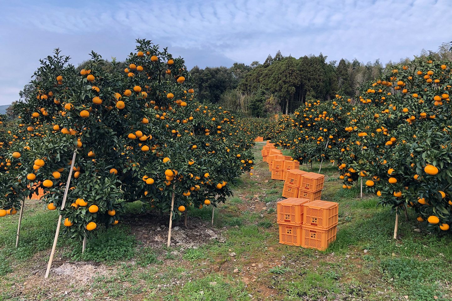 温暖な気候が、「紅甘夏」を育みます。