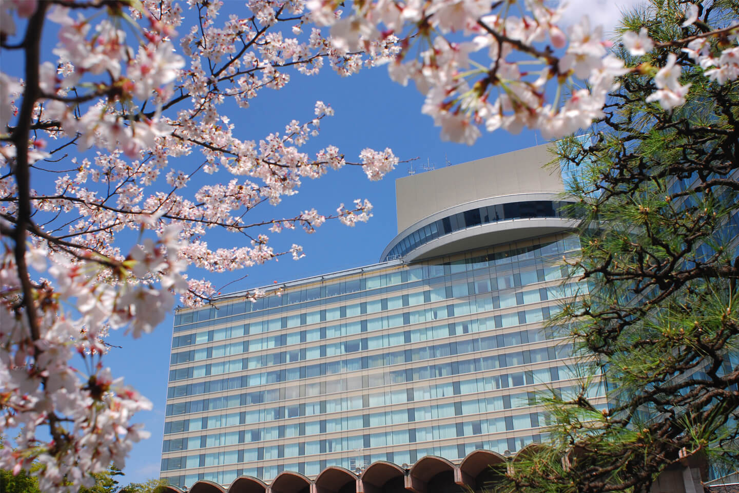 日本庭園から見上げると、満開の桜と青い松の合間からホテルニューオータニが見えます