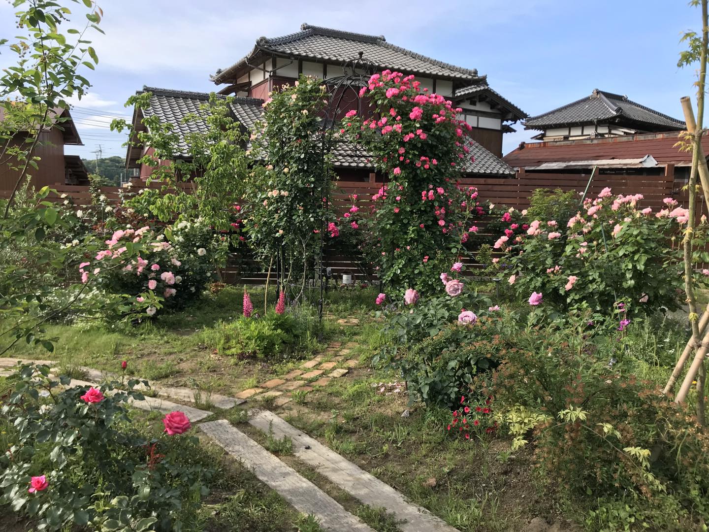 去年の5月頃。3年目となる今年の開花が待ち遠しいです♡