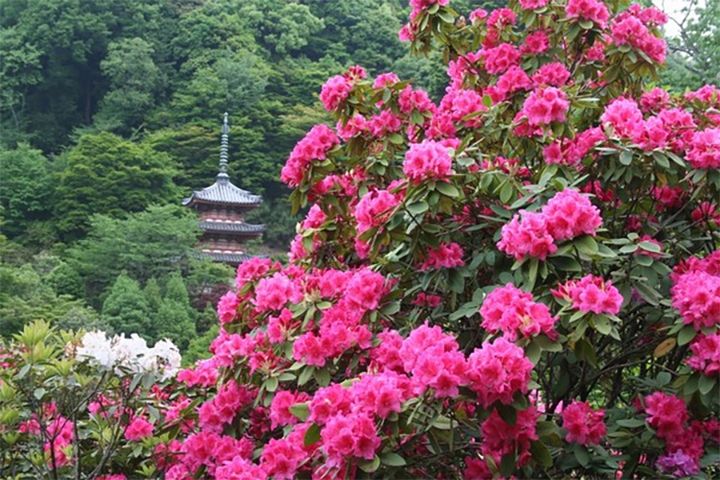 三室戸寺のシャクナゲ