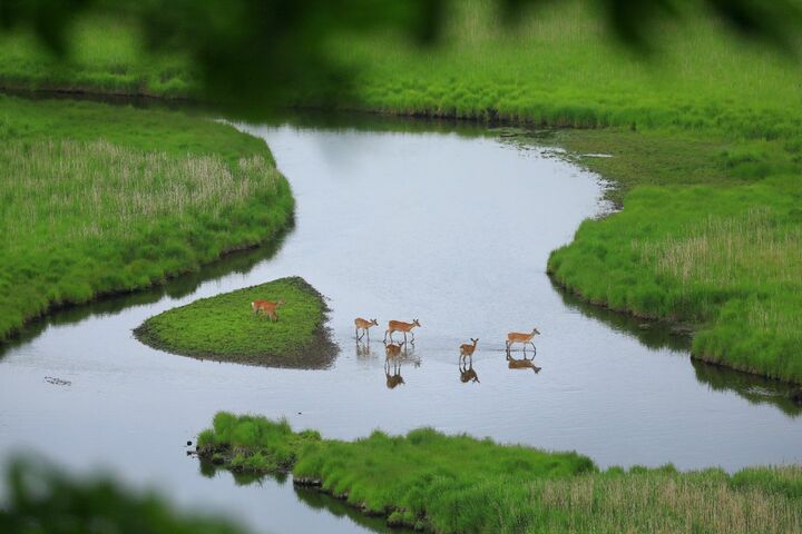 釧路湿原国立公園
