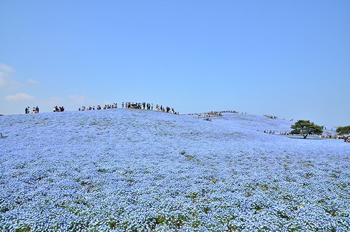 「国営ひたち海浜公園」のネモフィラ ※画像はイメージです。開花時期の詳細は公園にお問い合わせください