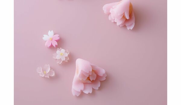【春爛漫、「桜の和菓子」を愛でる】東京・赤坂の和菓子店「塩野」から花びらを幾重にも折りたたんだような麗しい上生菓子&桜干菓子をご紹介