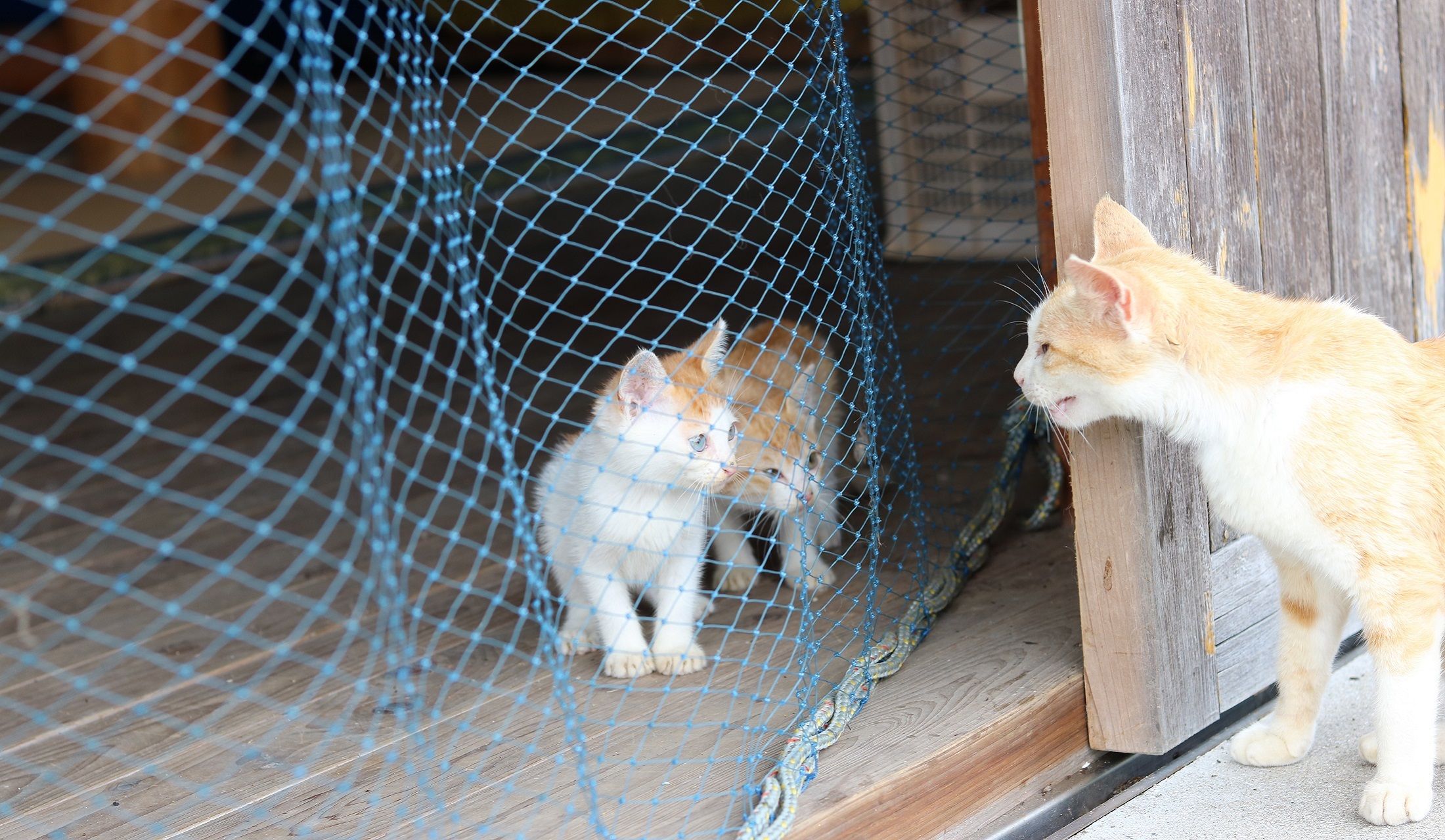 子猫を心配する親猫
