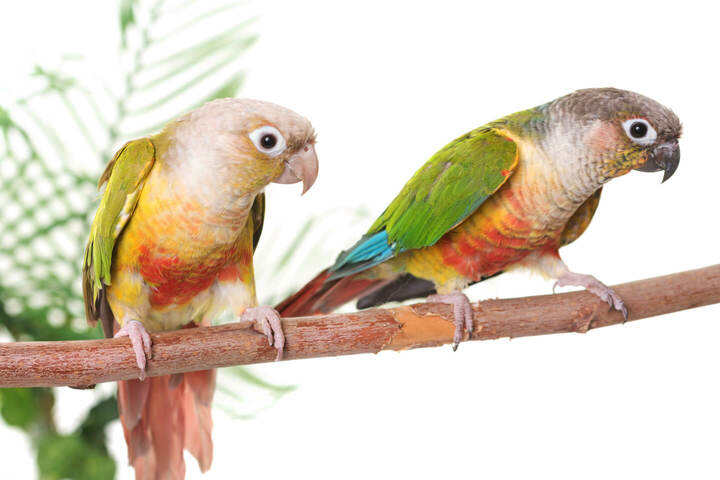 ウロコインコ。体長約20cmのオウムで、目安価格は￥40,000〜