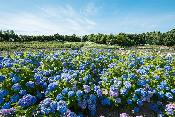 約50種 70,000株のアジサイ