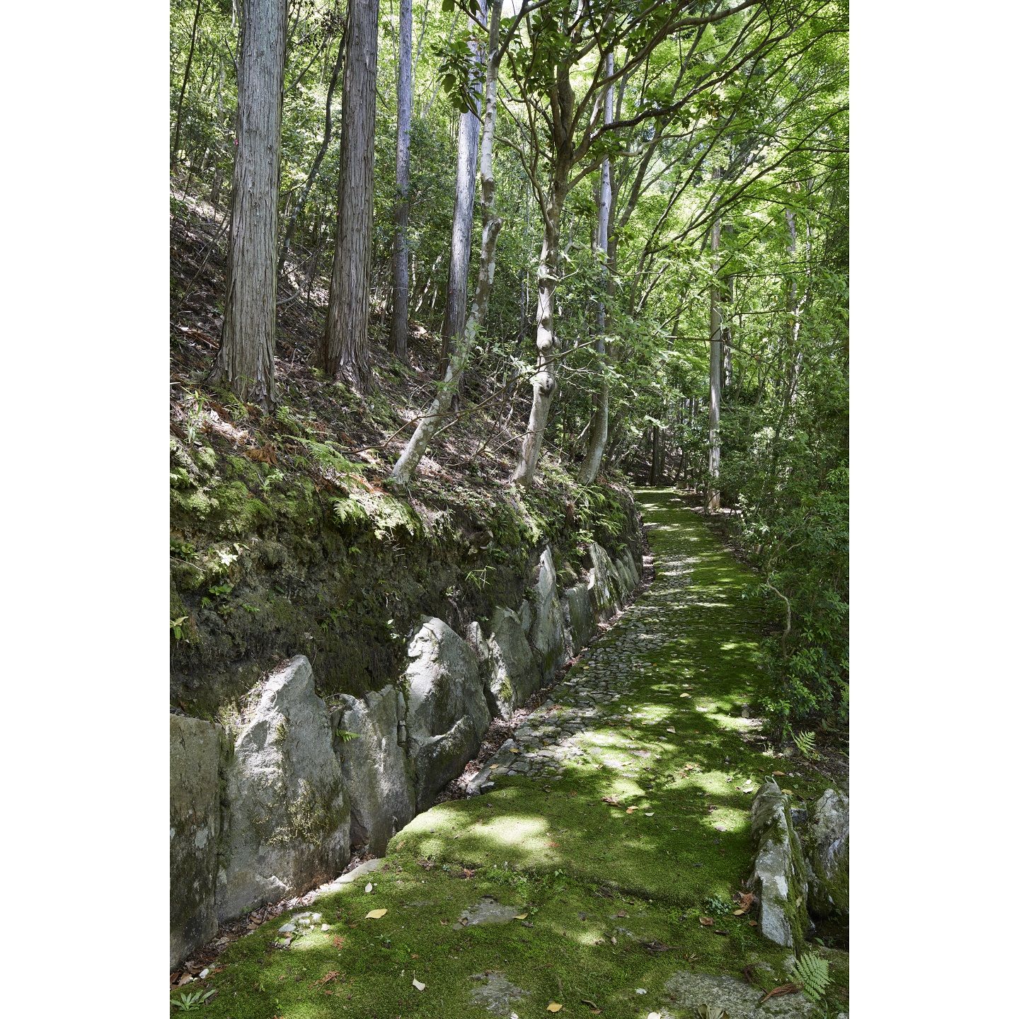 木々の中を緩やかに迂回する、苔生した石畳。©アマン
