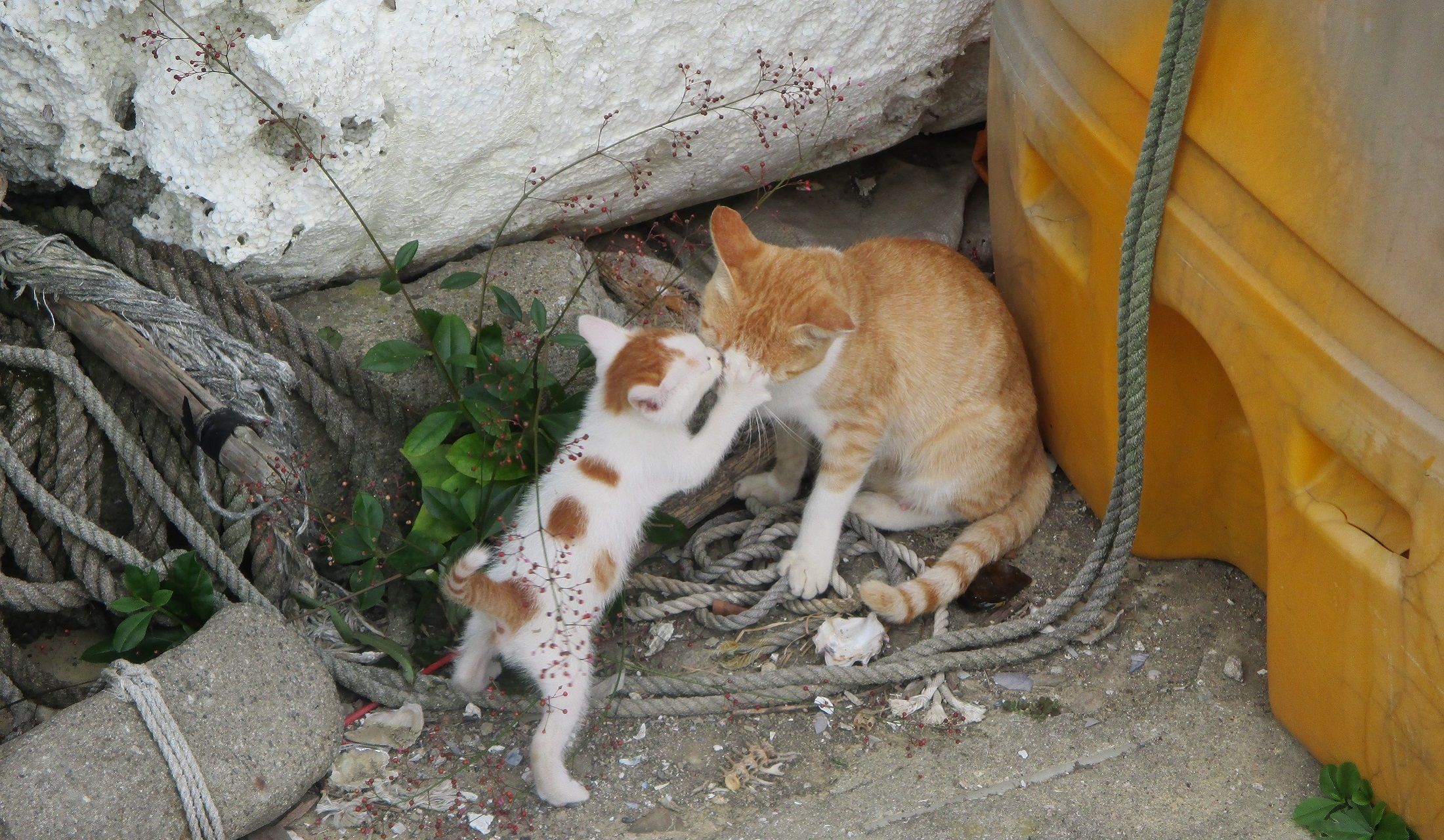 親猫に甘える子猫