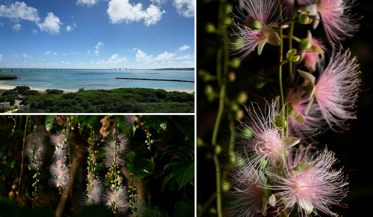 沖縄県、宮古島の景色と花植物「サガリバナ」のクローズアップ