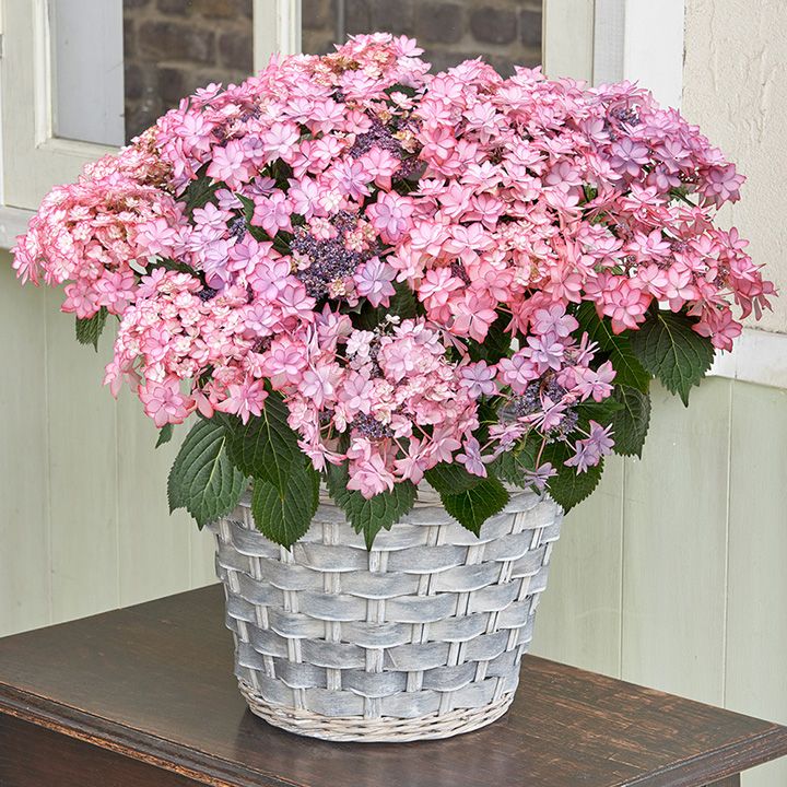 カーネーション以外のおすすめの花「アジサイ 花鉢「ひな祭り(7号)」」(値段:¥13,000)