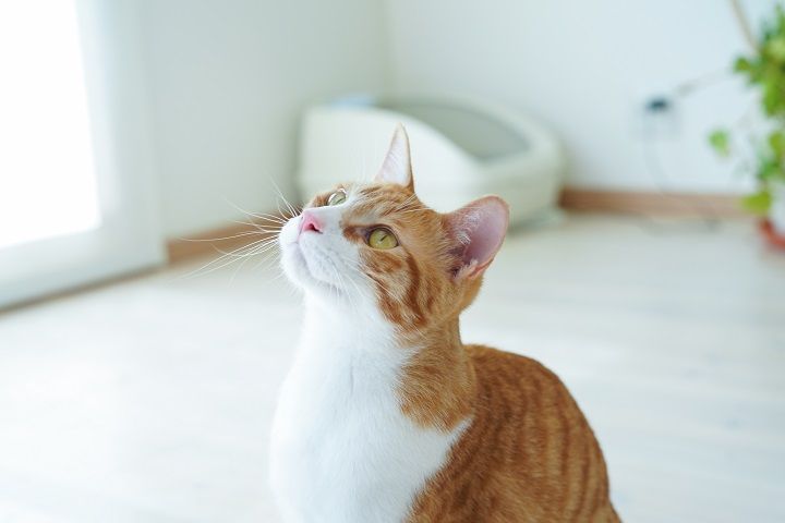 届くのが待ち遠しいにゃぁ~。