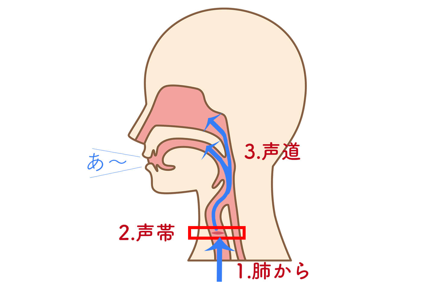 肺から吐き出された空気が声帯、喉から上の声道を通り声となります