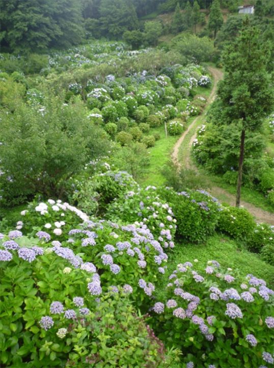 淡路島百景のひとつにも選ばれている「あわじ花の歳時記園」