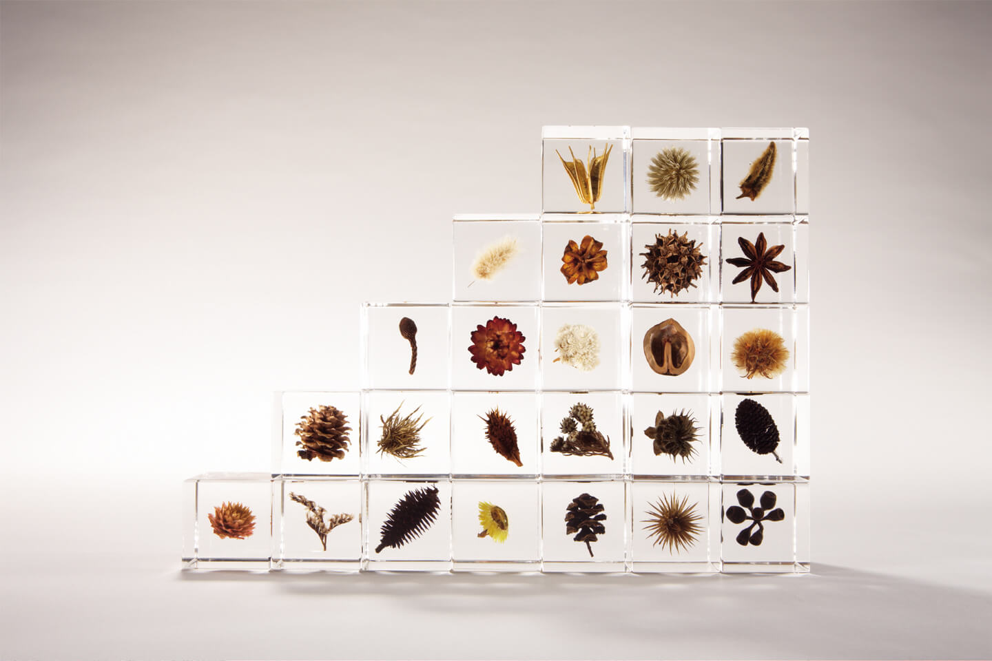 いつも見ている植物の種子などが、ありのままの姿で透明なキューブの中に浮かんでいる、不思議な「Sola cube」