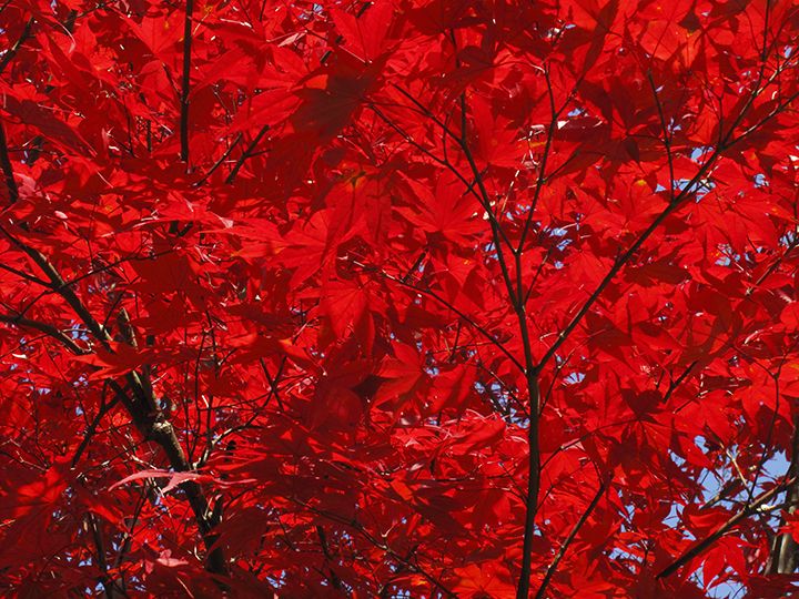 紅葉狩りとは