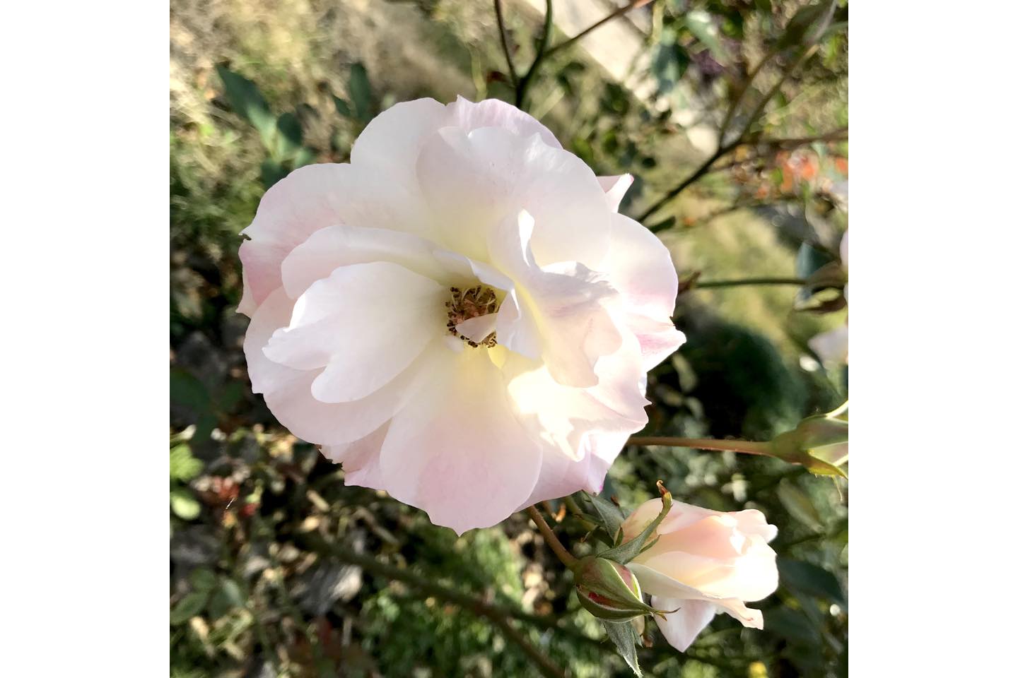 マチルダ(白)