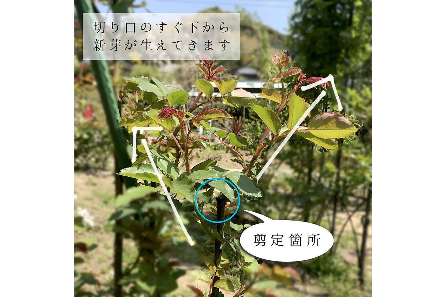 剪定箇所