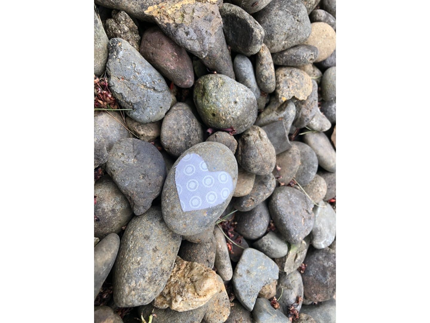 中西さんの家の庭に置かれていた、心温まる石「kindness rock」