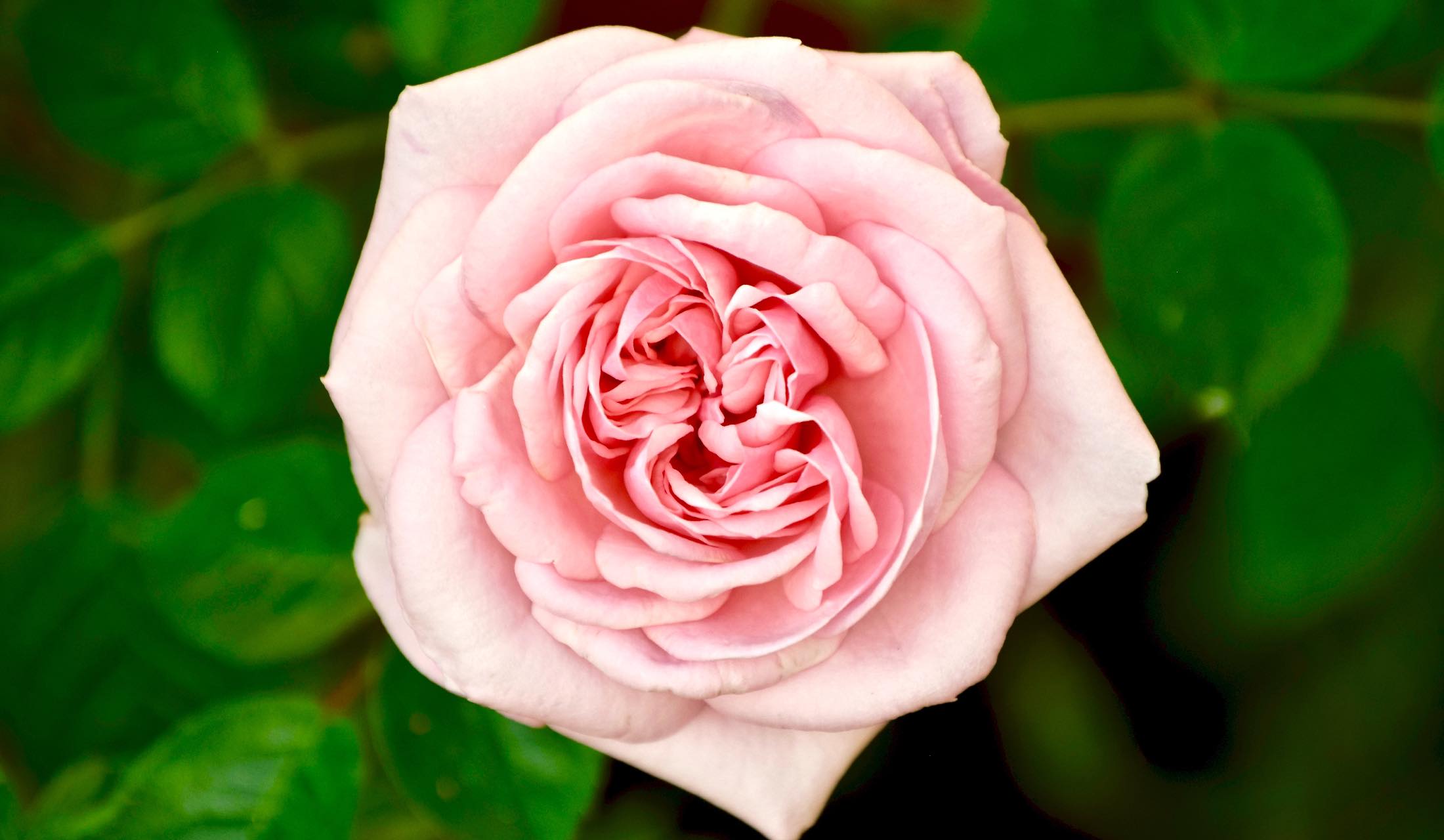 憧れのバラのアーチが作れる つるバラ の育て方のコツ11 Precious Jp プレシャス
