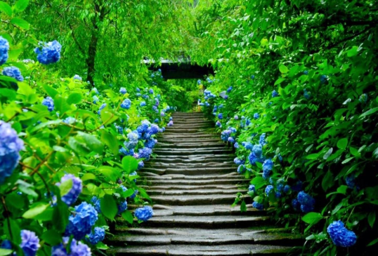 鎌倉の紫陽花