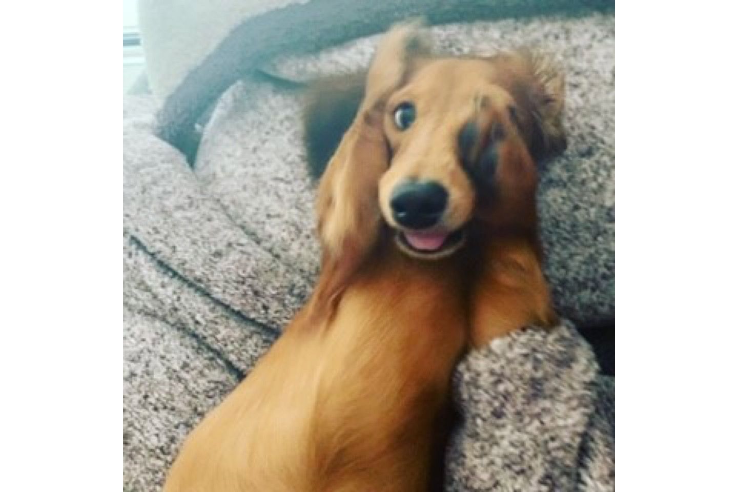 ペット_2,犬_2